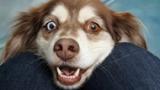 Собаки могут испытывать эмоциональное состояние хозяев через обоняние