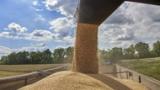 В ЕС жалуются на дешевое зерно из Украины