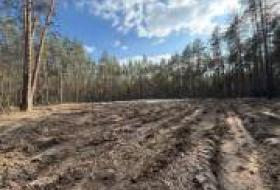 В Киеве высадили 3 тысячи саженцев сосны с примесью дуба, восстанавливая лес после вражеского удара