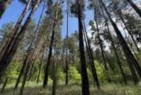 Суд вернул государству 5 гектаров леса в Киевской области