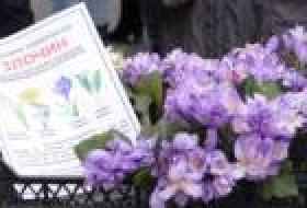 Городские власти напоминают о штрафах за торговлю редкими растениями