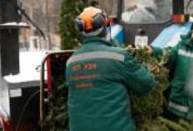 Киевляне передали на экологическую утилизацию почти 7 тысяч хвойных деревьев