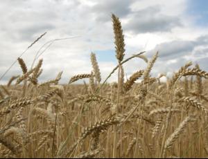 Украина использовала только половину экспортного потенциала пшеницы