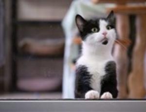 Кошек начали использовать в терапии аутизма и тревожных расстройств