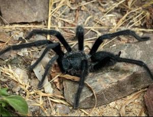 Учёные открыли новый вид тарантулов