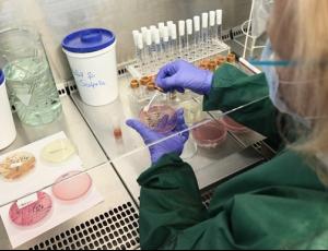 Учёные создали бактерии, способные 