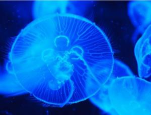 Росіяни проведуть експеримент в Азовському морі: екологи б'ють на сполох