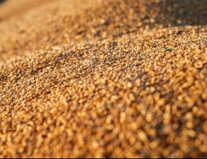 Украина сократила экспорт агропродукции в январе