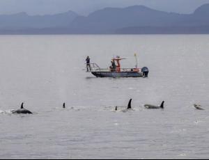 Косатки и дельфины оказались охотничьим тандемом