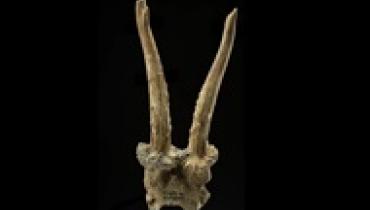 В Германии нашли шаманский головной убор каменного века