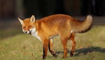 Лиса против волка: уникальное видео охоты животных