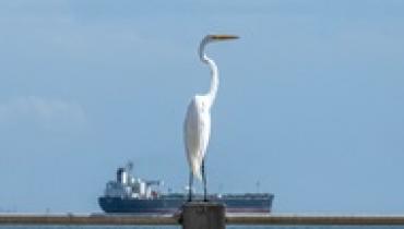 Индия закупила два миллиона баррелей венесуэльской нефти - СМИ