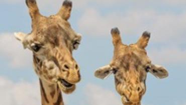 Названы семь видов животных, которые оплакивают близких