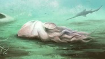 Самый древний известный осьминог оказался совсем другим существом