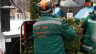 Киевляне передали на экологическую утилизацию почти 7 тысяч хвойных деревьев