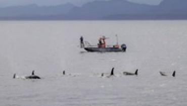 Косатки и дельфины оказались охотничьим тандемом