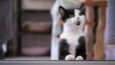 Кошек начали использовать в терапии аутизма и тревожных расстройств