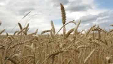 Украина использовала только половину экспортного потенциала пшеницы