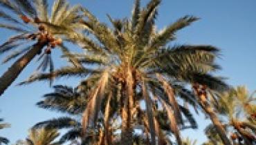 Учёные научились превращать отходы пальм в биотопливо