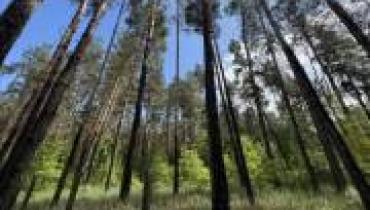 Суд вернул государству 5 гектаров леса в Киевской области