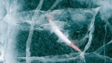 Ученые оживили 24-тысячелетнее существо: оно снова начало размножаться