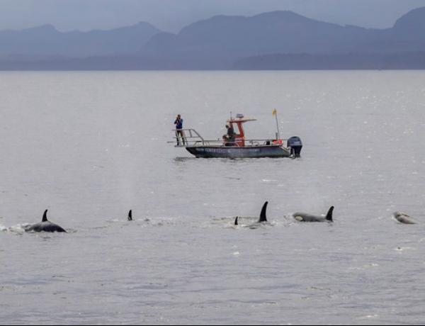 Косатки и дельфины оказались охотничьим тандемом