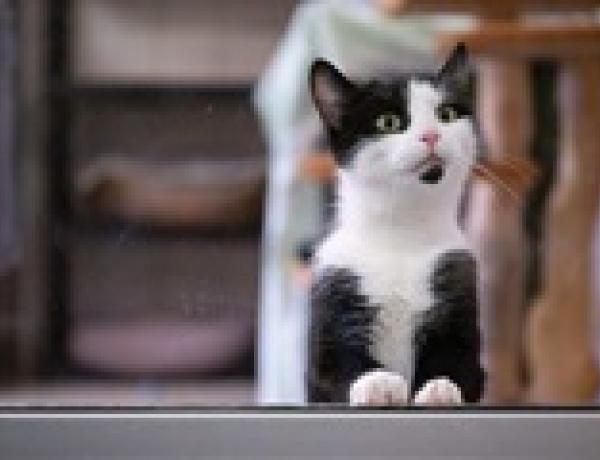 Кошек начали использовать в терапии аутизма и тревожных расстройств