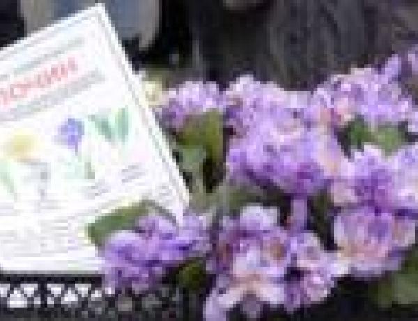 Городские власти напоминают о штрафах за торговлю редкими растениями