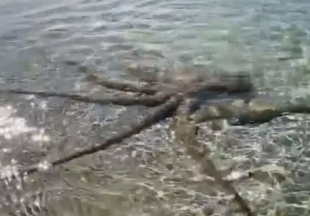 В Австралии огромный осьминог подкрался к мужчине и вцепился ему в шею (фото)