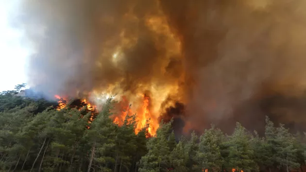 Эрдоган назвал возможную причину лесных пожаров в Турции